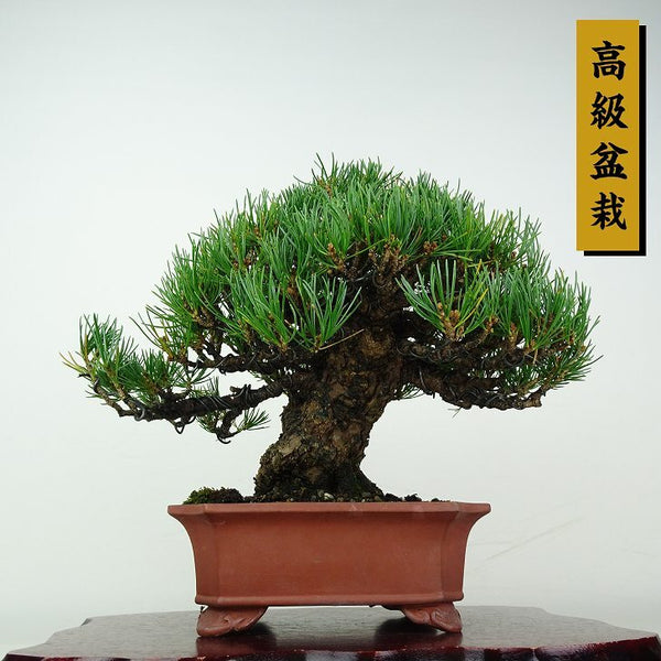 盆栽 松 五葉松 樹高 約18.5cm ごようまつ 高級盆栽 Pinus parviflora ゴヨウマツ マツ科 常緑針葉樹 鑑賞用 観賞用 小品 w1206682954