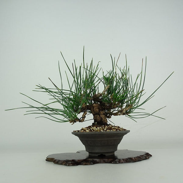 盆栽 松 黒松 樹高 約 16cm くろまつ Pinus thunbergii クロマツ マツ科 常緑針葉樹 鑑賞用 観賞用 小品 u1206701301