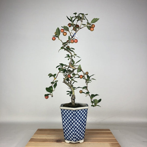 盆栽 山査子 ルビーサンザシ 樹高 約41cm さんざし Crataegus cuneata サンザシ バラ科 サンザシ属 落葉樹 鑑賞用 観賞用 n1206679427