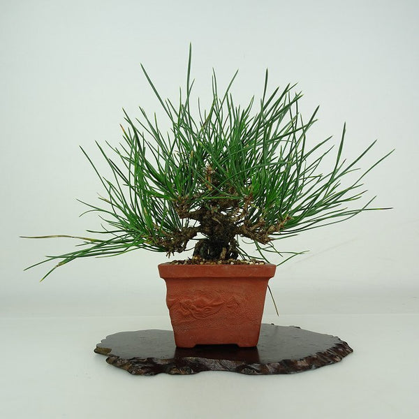 盆栽 松 黒松 樹高 上下 約22.5cm くろまつ Pinus thunbergii クロマツ マツ科 常緑針葉樹 鑑賞用 観賞用 v1206708487