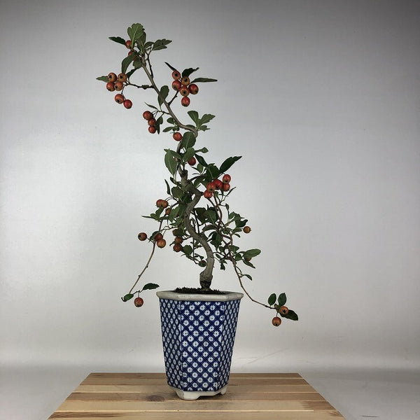 盆栽 山査子 ルビーサンザシ 樹高 約49cm さんざし Crataegus cuneata サンザシ バラ科 サンザシ属 落葉樹 鑑賞用 観賞用 b1206686199