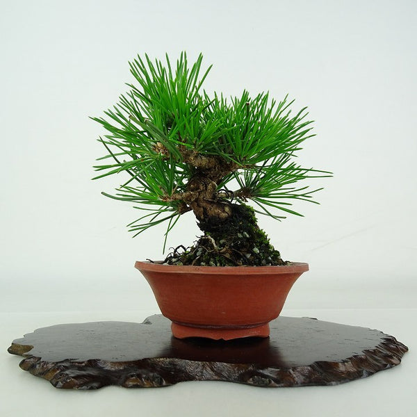 盆栽 松 黒松 樹高 約 9.5cm くろまつ Pinus thunbergii クロマツ マツ科 常緑針葉樹 鑑賞用 観賞用 小品 r1206666296