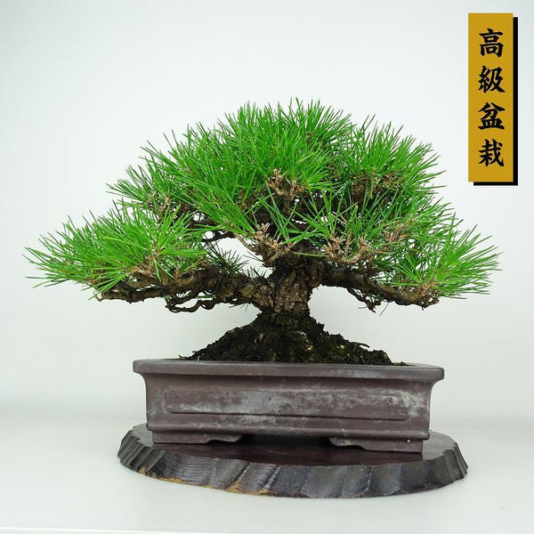 盆栽 松 黒松 樹高 約23cm くろまつ 高級盆栽 Pinus thunbergii クロマツマツ科 常緑針葉樹 鑑賞用 観賞用 1206668939