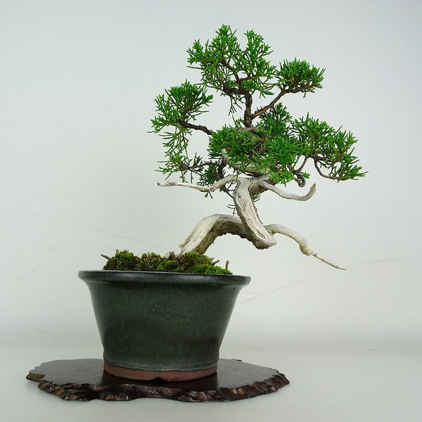 盆栽 真柏 樹高 約20cm しんぱく Juniperus chinensis シンパク ジン シャリ ヒノキ科 常緑樹 鑑賞用 観賞用 n1206672998