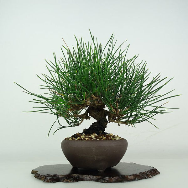 盆栽 松 黒松 樹高 約 17cm くろまつ Pinus thunbergii クロマツ マツ科 常緑針葉樹 鑑賞用 観賞用 小品 n1206678183