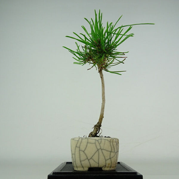盆栽 松 這松 ミニ盆栽 樹高 約12cm はいまつ Pinus pumila ハイマツ マツ科 常緑針葉樹 鑑賞用 観賞用 小品 q1206683672