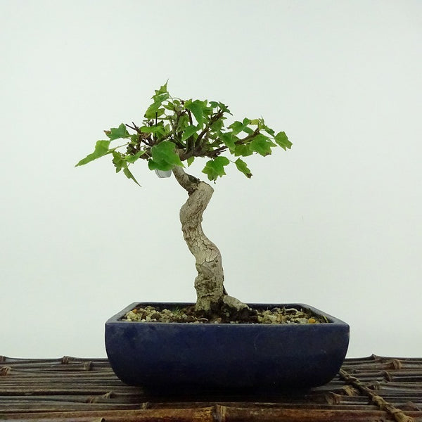 盆栽 楓 樹高 約16cm かえで Acer カエデ 紅葉 カエデ科 落葉樹 鑑賞用 観賞用 小品 k1206682336