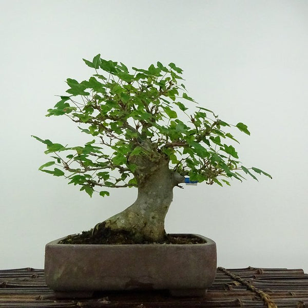 盆栽 楓 樹高 約21cm かえで Acer カエデ 紅葉 カエデ科 落葉樹 鑑賞用 観賞用 s1206683048