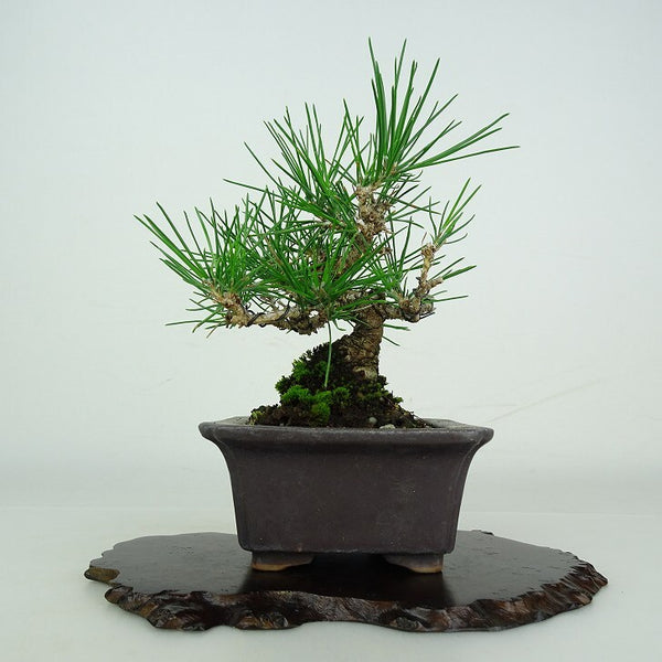 盆栽 松 黒松 樹高 約 14.5cm くろまつ Pinus thunbergii クロマツ マツ科 常緑針葉樹 鑑賞用 観賞用 小品 u1206700259