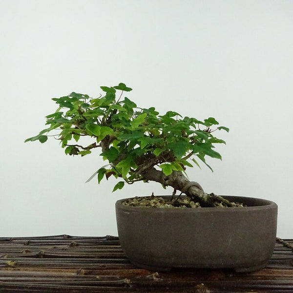 盆栽 楓 樹高 約14cm かえで Acer カエデ 紅葉 カエデ科 落葉樹 鑑賞用 観賞用 小品 m1206682364