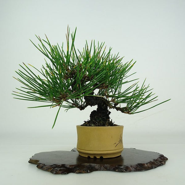 盆栽 松 黒松 樹高 約 15cm くろまつ Pinus thunbergii クロマツ マツ科 常緑針葉樹 鑑賞用 観賞用 小品 s1206685393