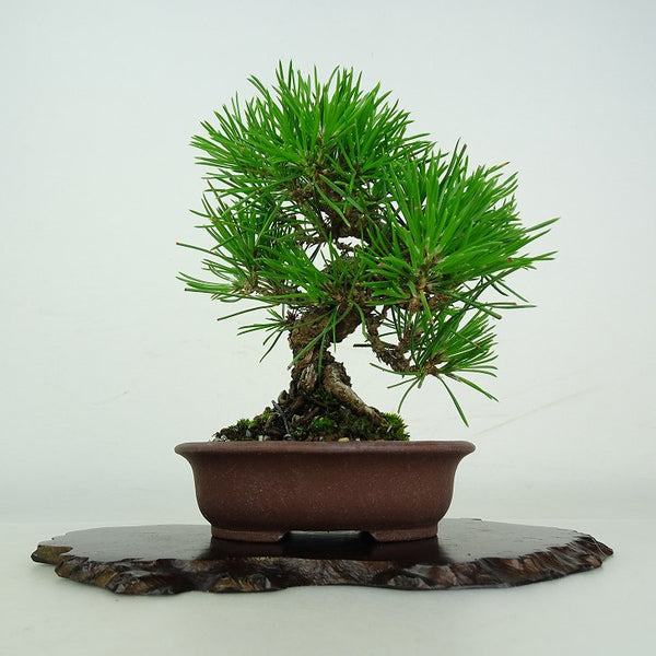 盆栽 松 黒松 樹高 約 13cm くろまつ Pinus thunbergii クロマツ マツ科 常緑針葉樹 鑑賞用 観賞用 小品 e1206679291