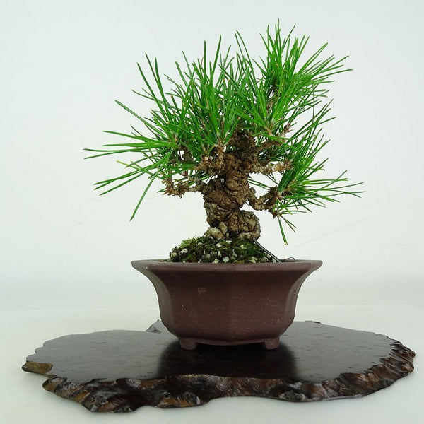 盆栽 松 黒松 樹高 約 12.5cm くろまつ Pinus thunbergii クロマツ マツ科 常緑針葉樹 鑑賞用 観賞用 小品 w1206682117