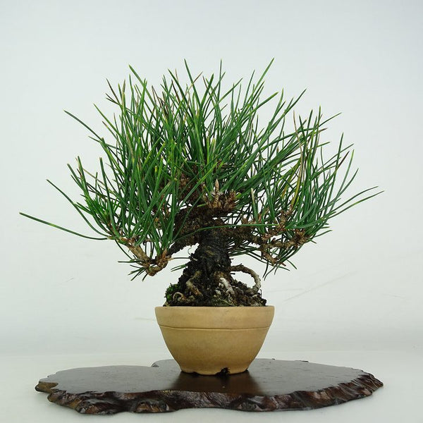 盆栽 松 黒松 樹高 約 17cm くろまつ Pinus thunbergii クロマツ マツ科 常緑針葉樹 鑑賞用 観賞用 小品 s1206691201