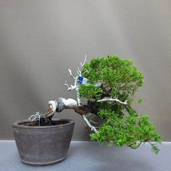 盆栽 真柏 樹高 上下 約23cm しんぱく Juniperus chinensis シンパクヒノキ科 常緑樹 観賞用 r1207126460