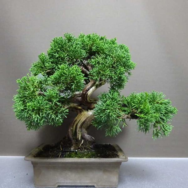 盆栽 真柏 樹高 約27cm しんぱく Juniperus chinensis シンパク “ジン シャリ” ヒノキ科 常緑樹 観賞用 x1207130710