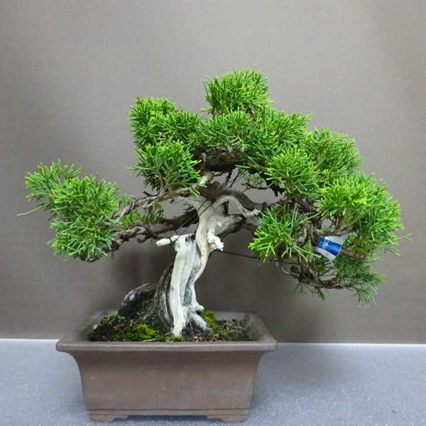盆栽 真柏 樹高 約23cm しんぱく Juniperus chinensis シンパク “ジン シャリ” ヒノキ科 常緑樹 観賞用 1207119779