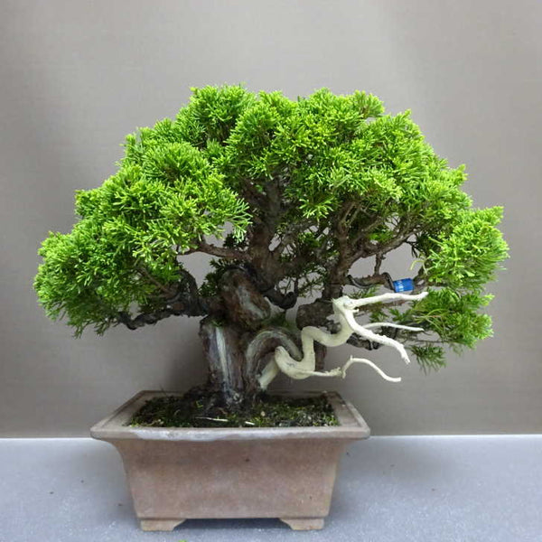 盆栽 真柏 樹高 約26cm しんぱく Juniperus chinensis シンパク “ジン シャリ” ヒノキ科 常緑樹 観賞用 x1207131160