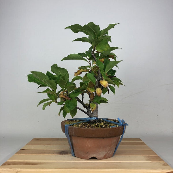 盆栽 木蓮 樹高 約29cm もくれん Magnolia liliiflora モクレン モクレン科 モクレン属 落葉樹 鑑賞 観賞用 n1207683880