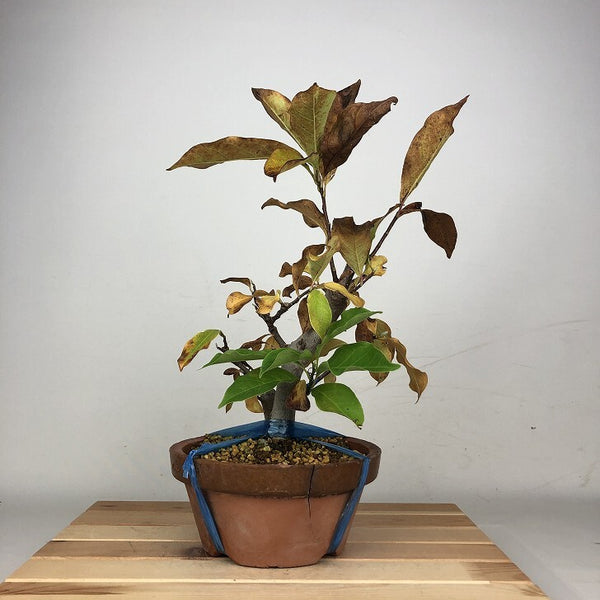 盆栽 木蓮 樹高 約33cm もくれん Magnolia liliiflora モクレン モクレン科 モクレン属 落葉樹 鑑賞 観賞用 e1207688984