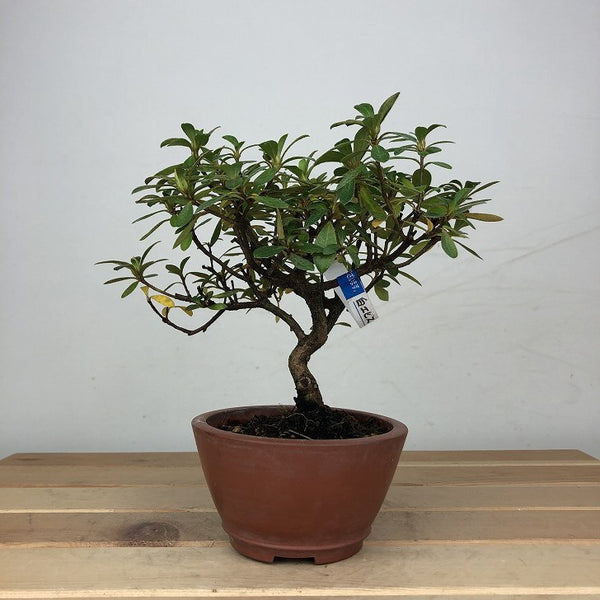 盆栽 皐月 白恵比須 樹高 約13cm さつき Rhododendron indicum サツキ 白花 ツツジ科 常緑樹 鑑賞 観賞用 小品 o1207700781