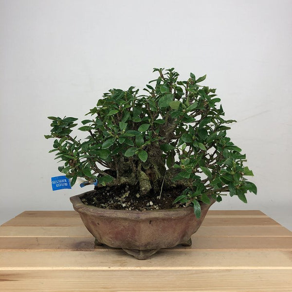 盆栽 梔子 樹高 約14cm くちなし Gardenia jasminoides クチナシ アカネ科 クチナシ属 常緑樹 鑑賞 観賞用 小品 q1207688476