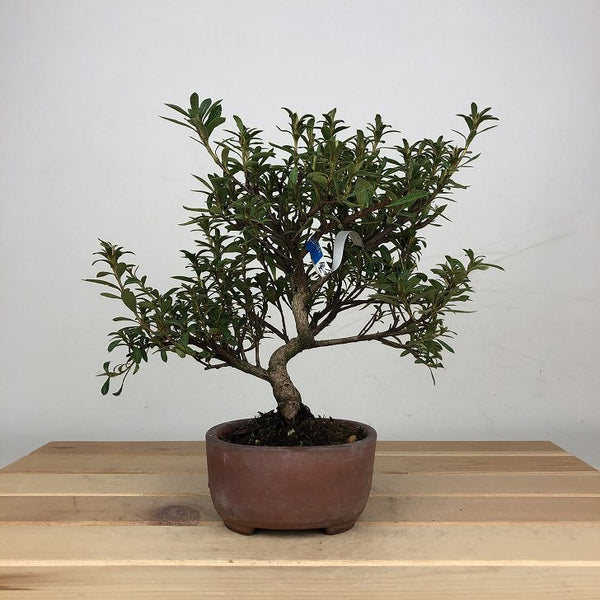 盆栽 皐月 金采 樹高 約18cm さつき Rhododendron indicum サツキ ツツジ科 常緑樹 鑑賞 観賞用 小品 j1207696089