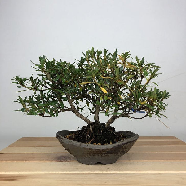 盆栽 皐月 白琳 樹高 約15cm さつき Rhododendron indicum サツキ 白花 ツツジ科 常緑樹 鑑賞 観賞用 小品 j1207697297