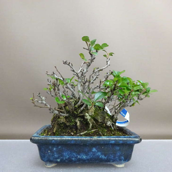 盆栽 梅 長寿梅 樹高 約19.5cm ちょうじゅばい チョウジュバイ バラ科 ボケ属 落葉樹 鑑賞用 観賞用 小品 h1207712628