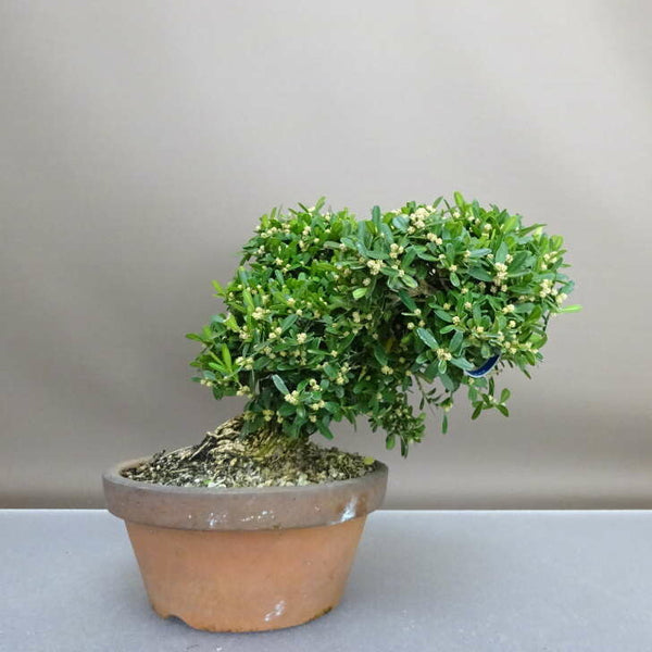 盆栽 台湾黄楊 樹高 約16cm たいわんつげ タイワンツゲ 柘植 ツゲ科 常緑樹 鑑賞用 観賞用 小品 l1207689936