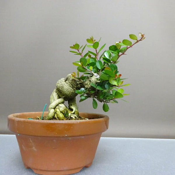 盆栽 針蔓柾 樹高 約16cm はりつるまさき Maytenus diversifolia 半つる性 ニシキギ科 ハリツルマサキ属 常緑樹 観賞用 小品 j1207940540