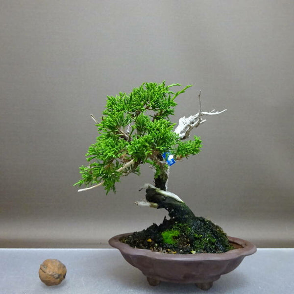 盆栽 真柏 樹高 約16cm しんぱく Juniperus chinensis シンパク “ジン シャリ” ヒノキ科 常緑樹 鑑賞 観賞用 小品 j1208189314