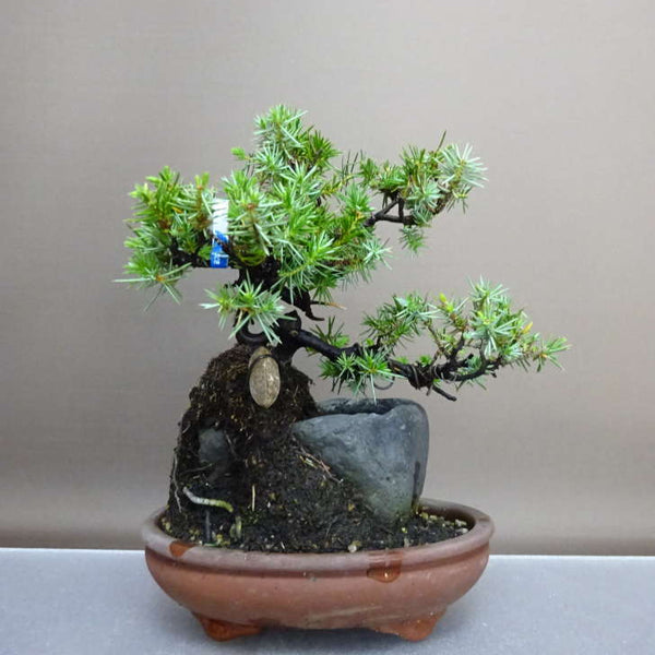 盆栽 松 杜松 樹高 約22cm としょう Juniperus rigida トショウ 石付き ヒノキ科 常緑針葉樹 鑑賞 観賞用 1208165041
