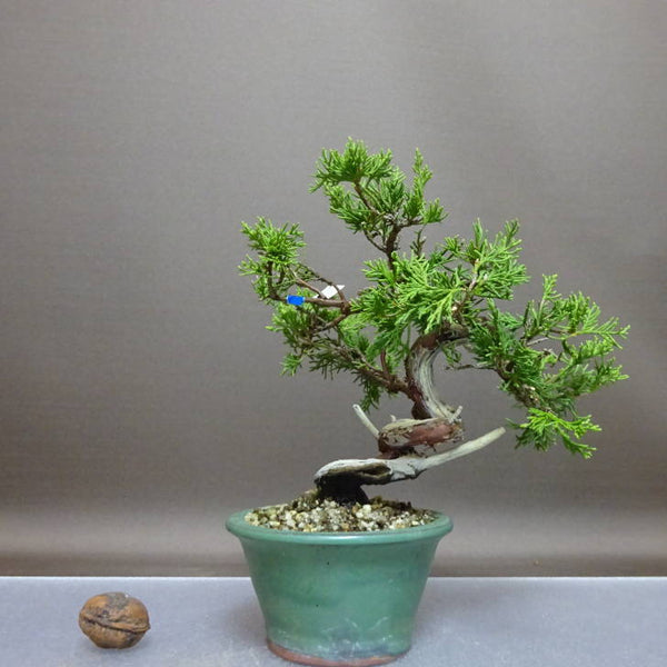 盆栽 真柏 樹高 約17cm しんぱく Juniperus chinensis シンパク “ジン” ヒノキ科 常緑樹 鑑賞 観賞用 小品 f1208184811