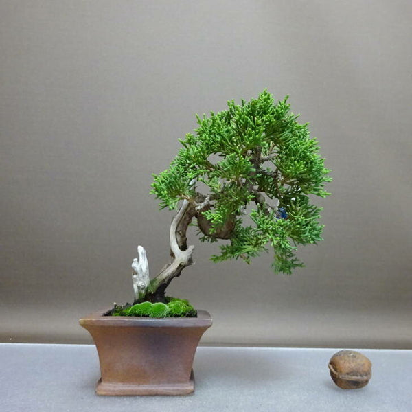 盆栽 真柏 樹高 約14cm しんぱく Juniperus chinensis シンパク “ジン シャリ” ヒノキ科 常緑樹 鑑賞 観賞用 小品 1208170507