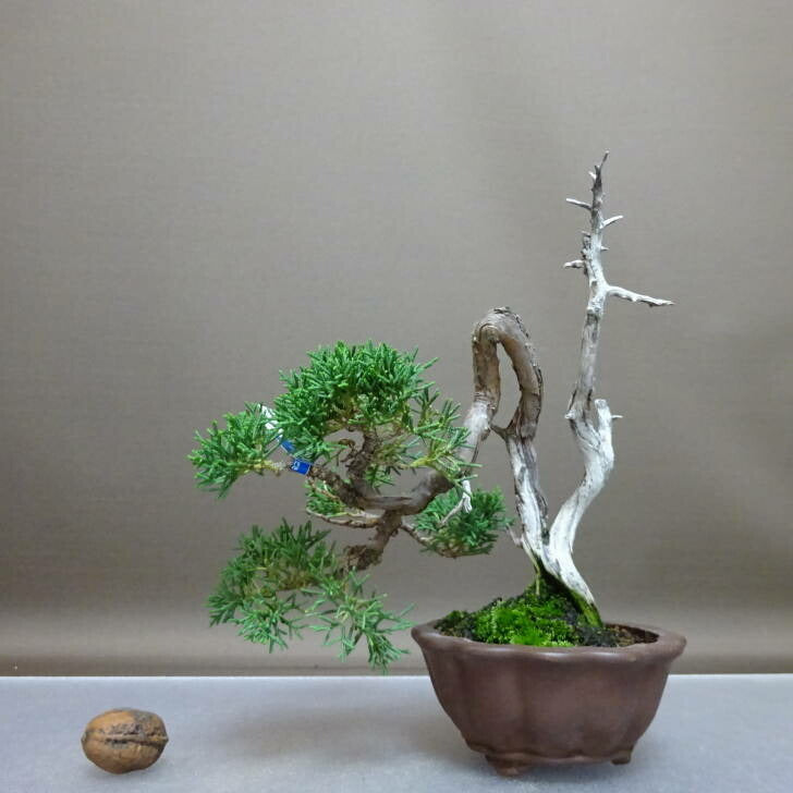 盆栽 真柏 樹高 約17.5cm しんぱく Juniperus chinensis シンパク “ジン シャリ” ヒノキ科 常緑樹 鑑賞 観賞用 ...