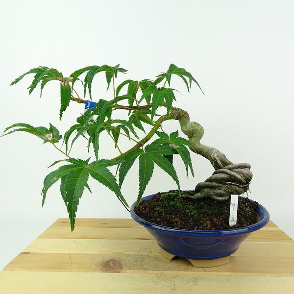 盆栽 紅葉 清玄 樹高 約21cm もみじ Acer palmatum モミジ カエデ科 落葉樹 鑑賞用 観賞用 w1208173492