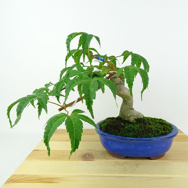盆栽 紅葉 清玄 樹高 約22cm もみじ Acer palmatum モミジ カエデ科 落葉樹 鑑賞用 観賞用 h1208203812