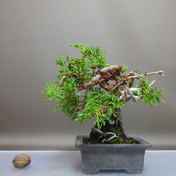 盆栽 真柏 樹高 約20cm しんぱく Juniperus chinensis シンパク “ジン” ヒノキ科 常緑樹 鑑賞 観賞用 小品 b1208274865