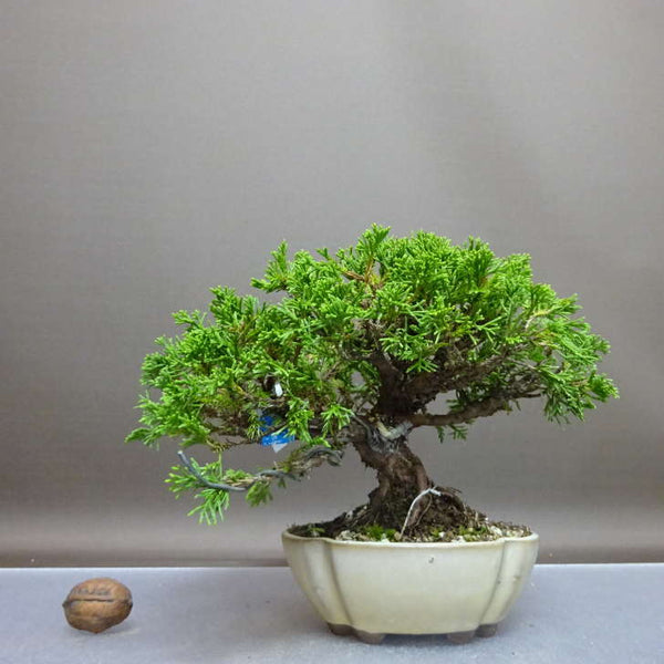 盆栽 真柏 樹高 約14cm しんぱく Juniperus chinensis シンパク ヒノキ科 常緑樹 鑑賞 観賞用 小品 s1208271201