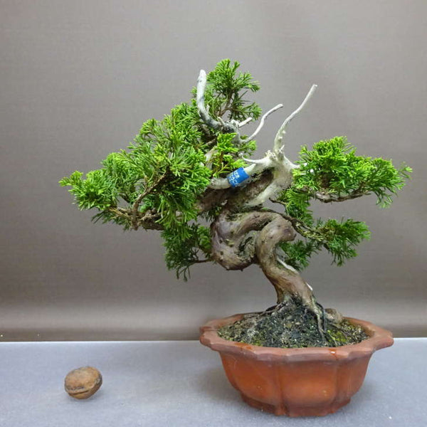 盆栽 真柏 樹高 約22cm しんぱく Juniperus chinensis シンパク “ジン シャリ” ヒノキ科 常緑樹 鑑賞 観賞用 e1208264952