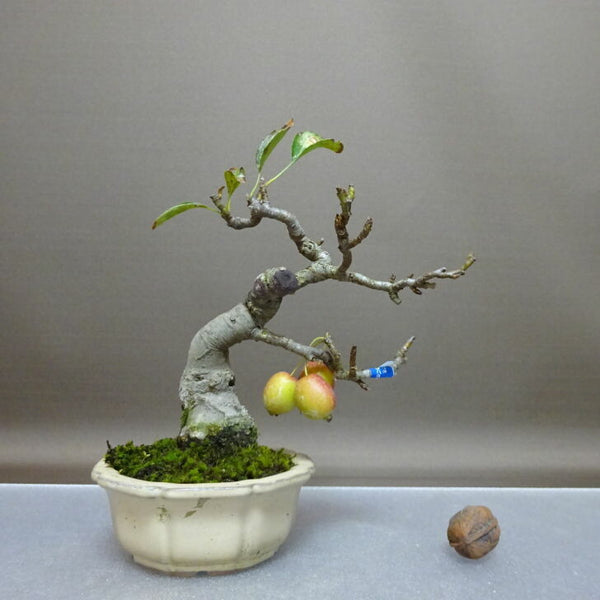 盆栽 姫林檎 樹高 約18cm ひめりんご Malus prunifolia ヒメリンゴ バラ科 リンゴ属 落葉樹 鑑賞 観賞用 小品 s1208288773