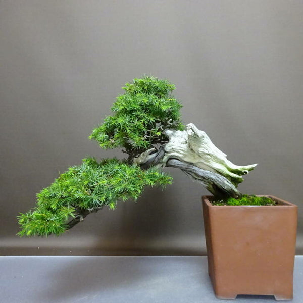 盆栽 松 杜松 樹高 上下 約29cm としょう Juniperus rigida トショウ “ジン シャリ” 半懸崖 ヒノキ科 常緑針葉樹 鑑賞 観賞用 b1208293587