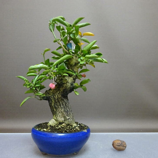 盆栽 真弓 樹高 約 23cm まゆみ Euonymus sieboldianus マユミ ニシキギ科 落葉広葉樹 鑑賞用 観賞用 o1208301104