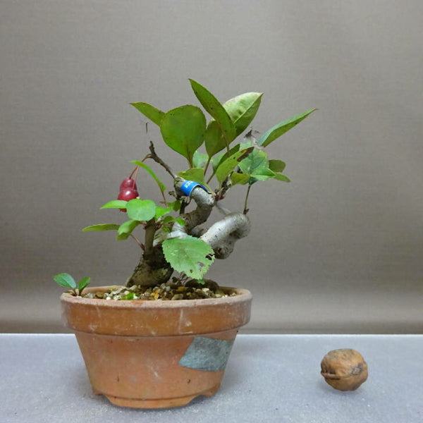 盆栽 姫美好 樹高 約12cm ひめびこう ヒメビコウ バラ科 リンゴ属 落葉樹 鑑賞 観賞用 小品 m1208283571