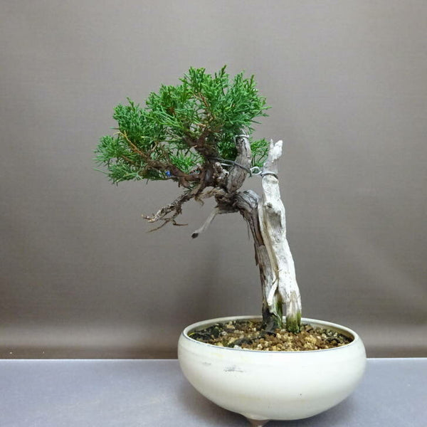 盆栽 真柏 樹高 約25cm しんぱく Juniperus chinensis シンパク “ジン シャリ” ヒノキ科 常緑樹 鑑賞 観賞用 s1208290659