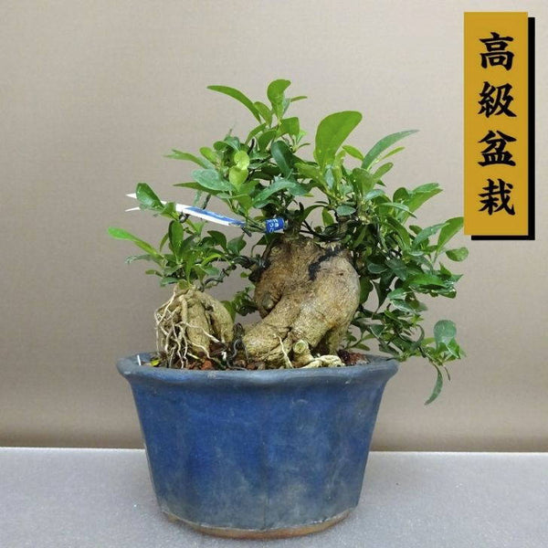 盆栽 金豆 樹高 約16.5cm きんず 高級盆栽 Fortunella hindsii キンズ マメキンカン ミカン科 キンカン属 常緑樹 鑑賞 観賞用 小品 r1208273385