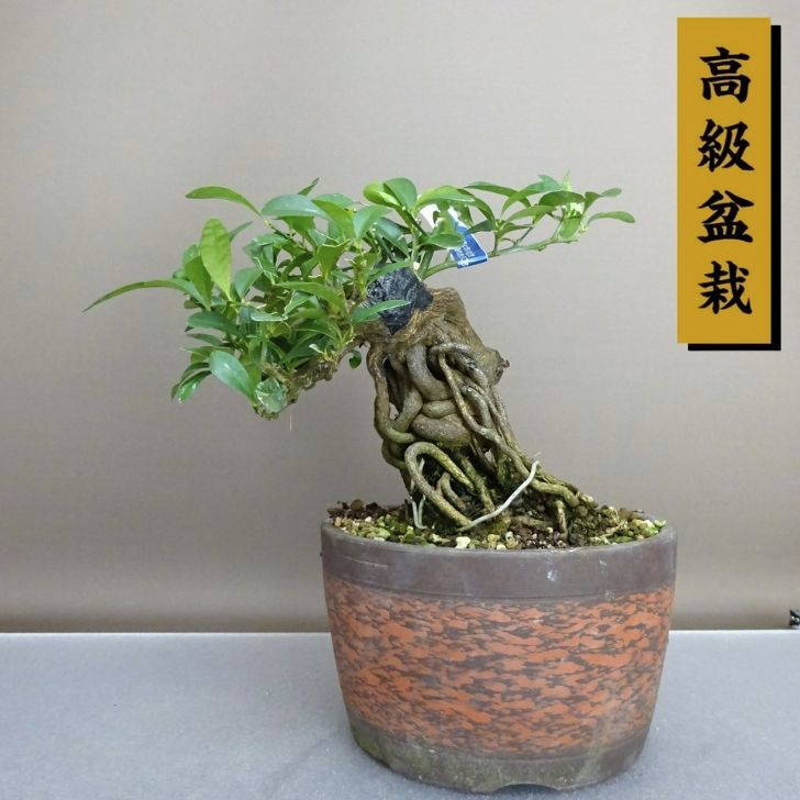 盆栽 金豆 樹高 約17.5cm きんず 高級盆栽 Fortunella hindsii キンズ