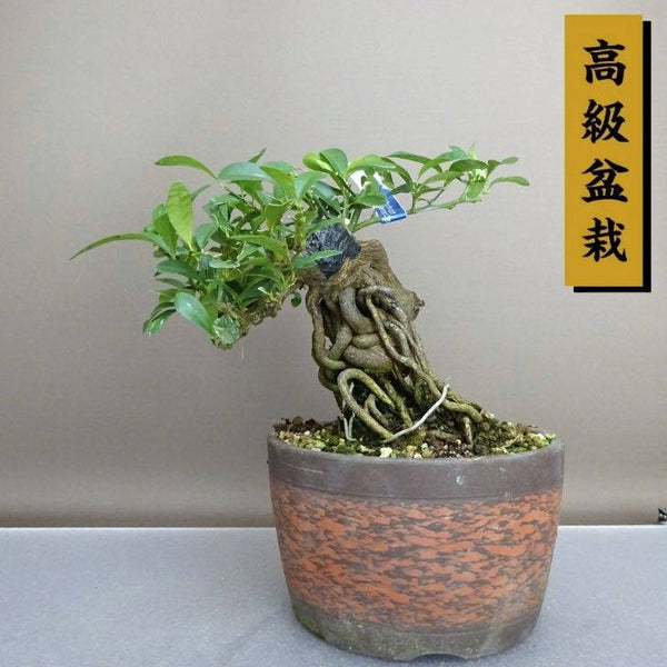 盆栽 金豆 樹高 約17.5cm きんず 高級盆栽 Fortunella hindsii キンズ マメキンカン ミカン科 キンカン属 常緑樹 鑑賞 観賞用 小品 b1208292247