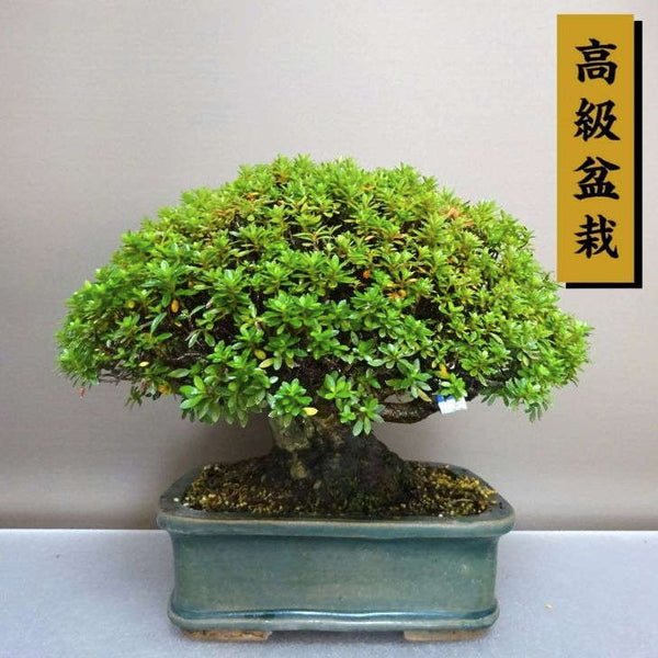 盆栽 皐月 早乙女 樹高 約21cm さつき 高級盆栽 Rhododendron indicum サツキ ツツジ科 常緑樹 鑑賞 観賞用 c1208287407